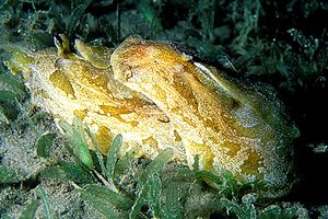 Lepre di mare marmoreggiata (Syphonota geographica)