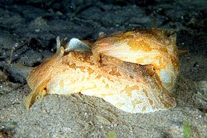 Lepre di mare marmoreggiata (Syphonota geographica)
