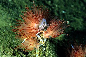 Dondice (Dondice banyulensis)