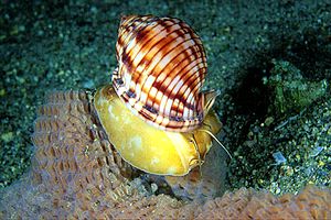 Casside (Phalium granulatum)