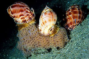 Casside (Phalium granulatum)