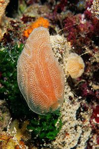 Fragola di mare (Aplidium elegans)