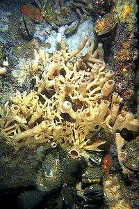 Spugna (Haliclona sp.)