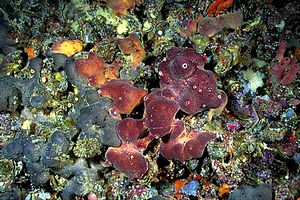 Spugna (Petrosia ficiformis)