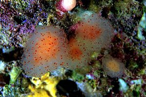 Lampone di mare (Distaplia rosea)