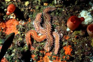 Vermocane (Hermodice carunculata)