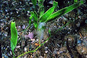 Caulerpa (Caulerpa prolifera)
