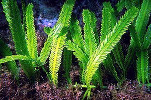 Caulerpa (Caulerpa taxifolia)