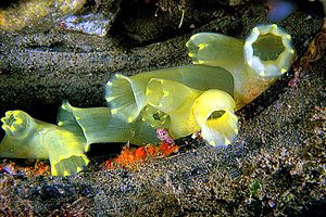 Ascidia lunga (Ciona intestinalis)