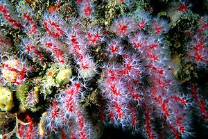 Corallo rosso (Corallium rubrum)