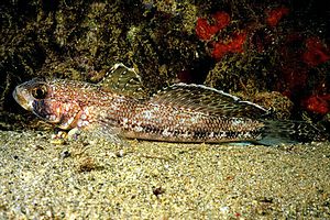 Ghiozzo geniporo (Gobius geniporus)