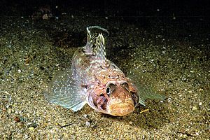 Ghiozzo geniporo (Gobius geniporus)