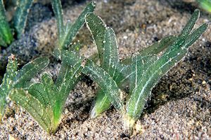 Fanerogama marina (Halophila stipulacea)