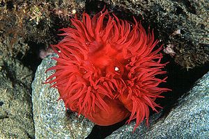 Pomodoro di mare (Actinia equina)