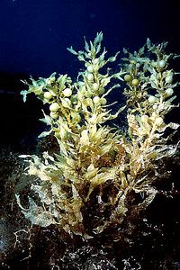 Sargasso (Sargassum vulgare)