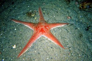 Stella pettine maggiore (Astropecten aranciacus)