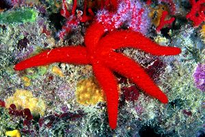 Stella rossa (Echinaster sepositus)
