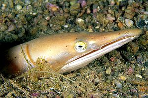 Pesce serpente (Ophisurus serpens)