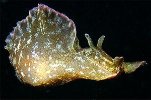 Lepre di mare (Aplysia fasciata)