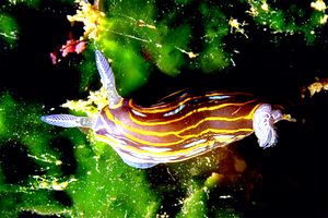 Doride di villafranca (Hypselodoris villafranca)