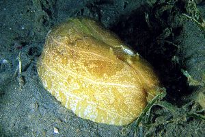 Lepre di mare marmoreggiata (Syphonota geographica)