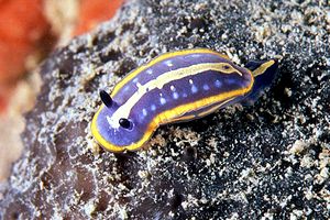 Doride di Fontandrau (Hypselodoris fontandraui)