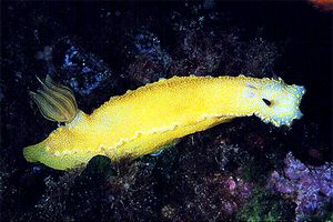 Doride dipinto (Hypselodoris picta)