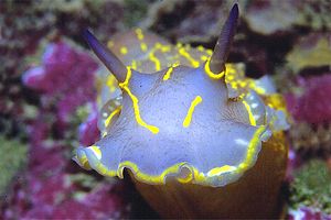 Doride dipinto (Hypselodoris picta)