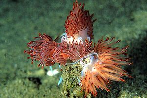 Dondice (Dondice banyulensis)