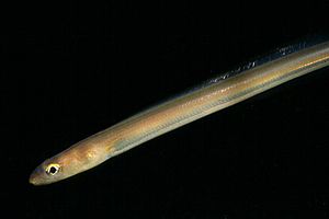 Grongo delle baleari (Ariosoma balearicum)