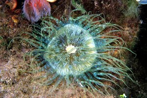 Anemone bruno (Aiptasia mutabilis)