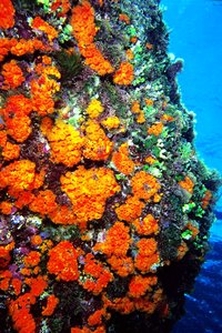 Madrepora arancione (Astroides calycularis)