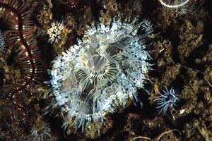 Attinia calice (Cereus pedunculatus)