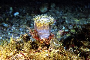 Madreporario (Caryophyllia inornata)