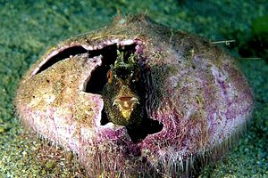 Bavosa occhiuta (Blennius ocellaris)