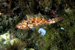 Scaro (Sparisoma crestense)