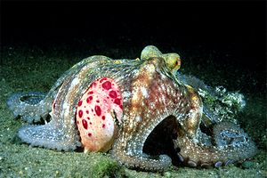 Polpo comune (Octopus vulgaris)