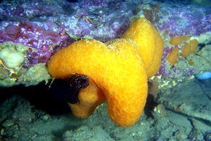 Tunicato conico (Aplidium conicum)