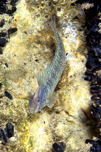 Bavosa pavone (Salaria pavo)