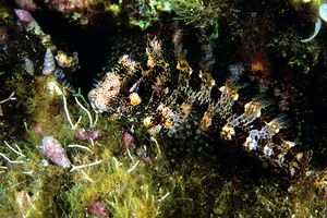 Bavosa ruggine (Parablennius gattorugine)