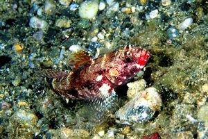 Ghiozzo boccarossa (Gobius cruentatus)