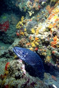 Grongo (Conger conger)