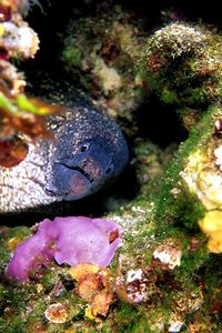 Murena (Muraena helena)