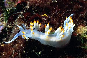 Flabellina bianca (Flabellina babai)