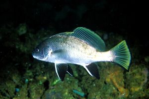 Corvina (Sciaena umbra)