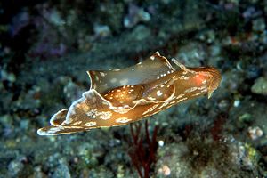 Lepre di mare (Aplysia punctata)