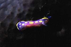 Cromodoride a pois gialli (Chromodoris luteorosea)