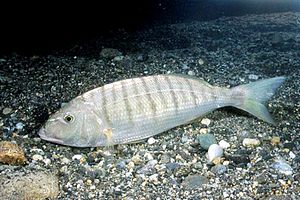 Mormora (Lithognathus mormyrus)