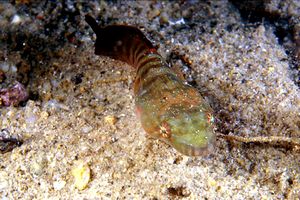 Succiascoglio comune (Lepadogaster candollii)