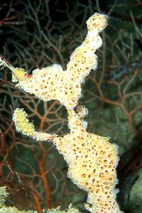 Spugna rosa (Hemimycale columella)